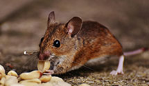 24 Hour & Emergency Exterminators in Winona, MO